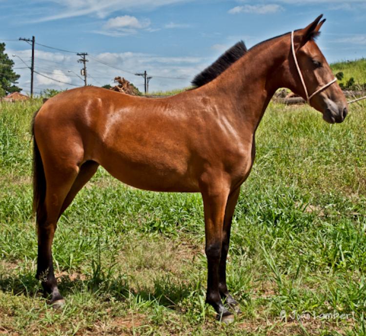MADONA FARUSCA