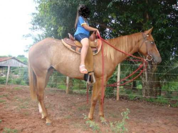 SHEZA PERFECT ROYAL
