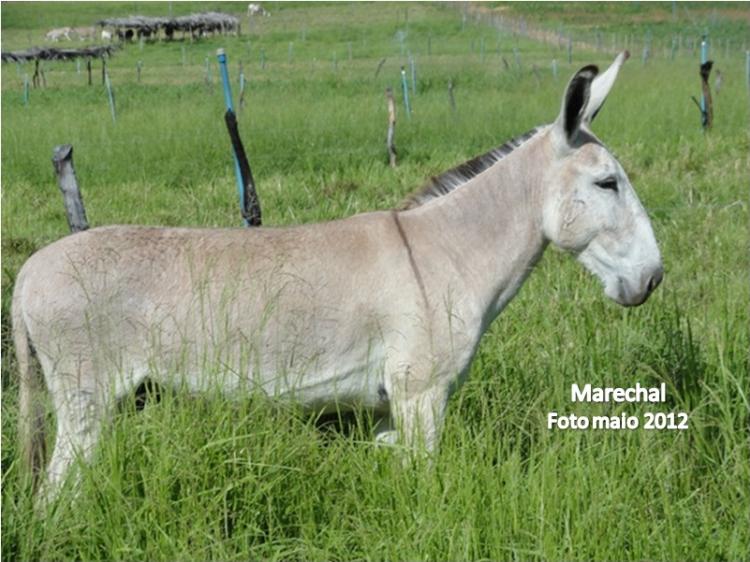 MARECHAL DO JMSOUTO