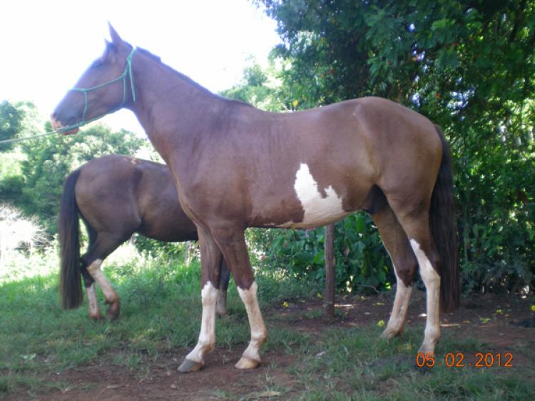 TROVÃO