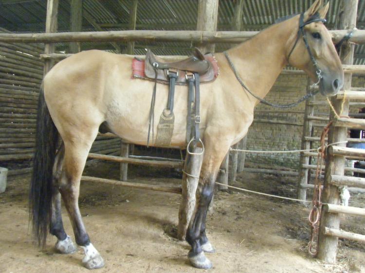 CORONEL DO ZANTUN