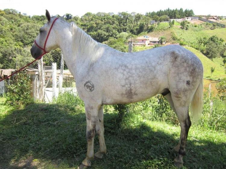 TALISMÃ