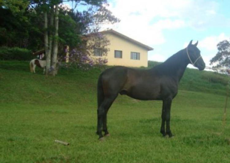 FUMAÇA