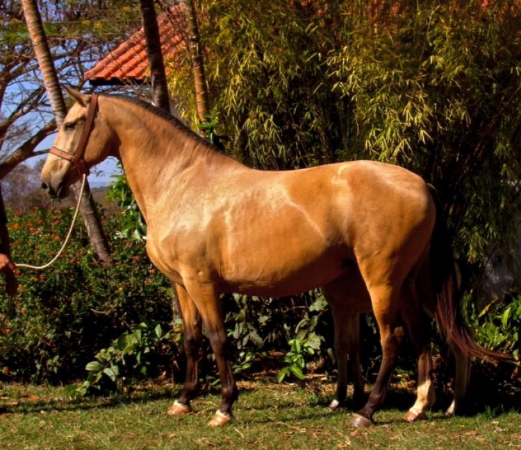 RAINHA DOURADA SMAR