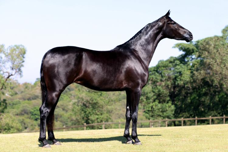 SURPRESA RPN