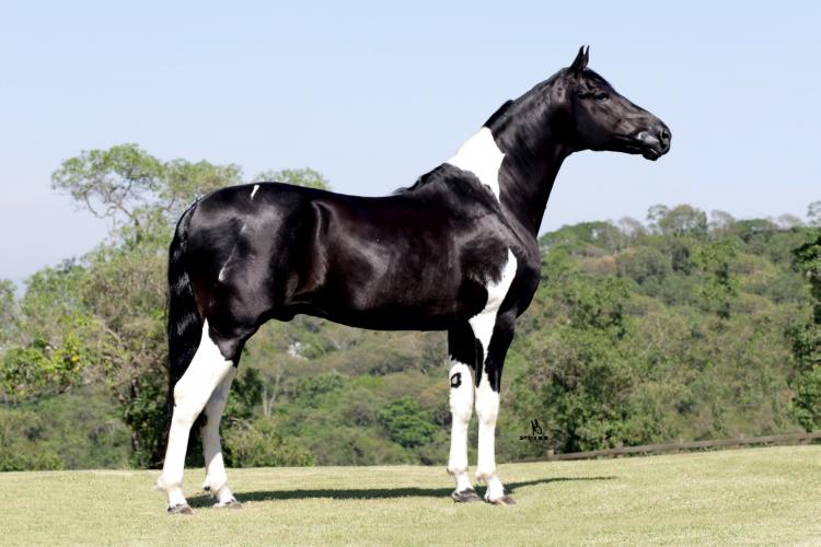 FASCÍNIO OBC