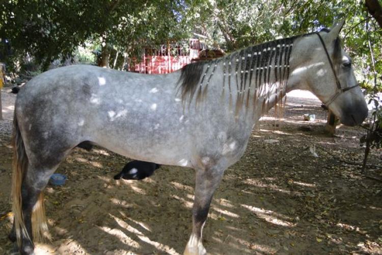 CATUNI XERÊ