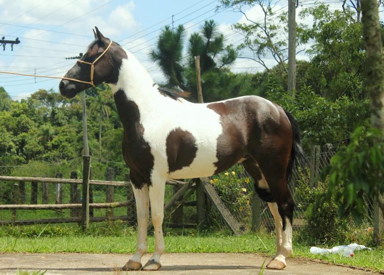 LANCELOT DO RASF