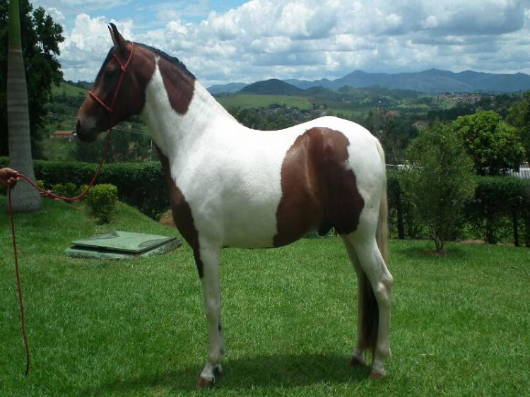 OTELO CRISTAL IGUATEMI