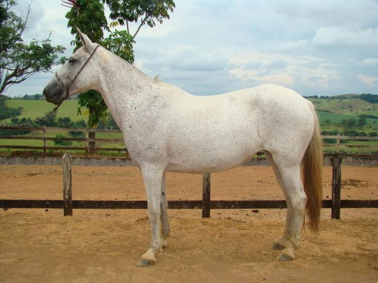 PRENDA DO MAVELINO