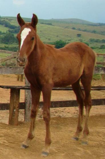 ECLUSA DO MAVELINO