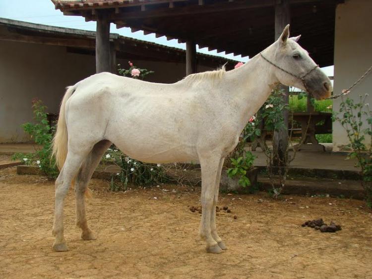 DONZELA DO MAVELINO
