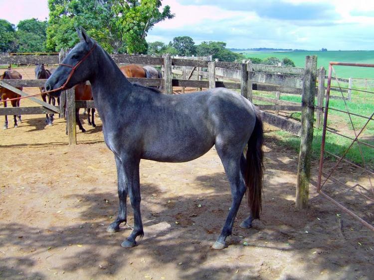CHICA DO MAVELINO
