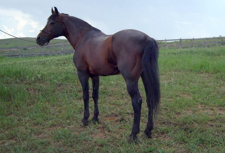 844 PRATEADO DA TOSANA