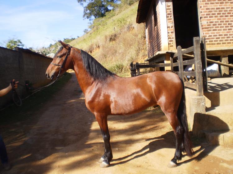 QUERUBIM DA PONTA DA LAPA