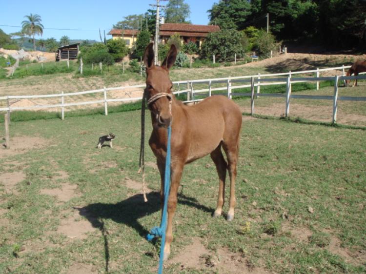 PATRÃO