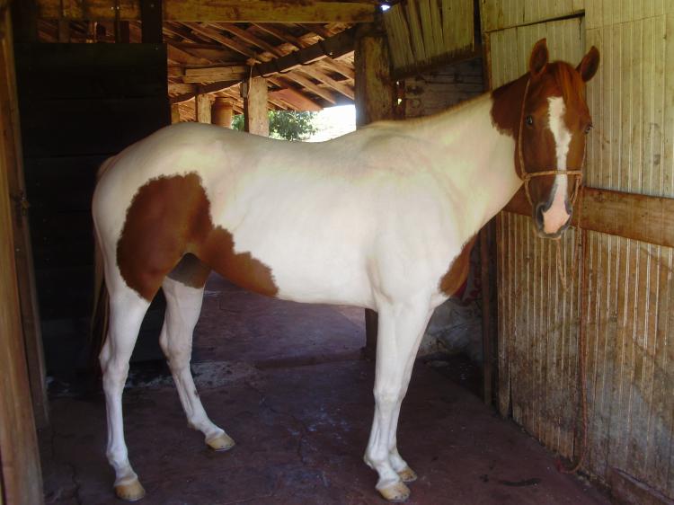 AVENCA SKIPPY LENA