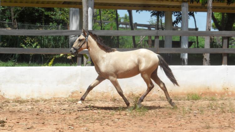 GIRASSOL HM