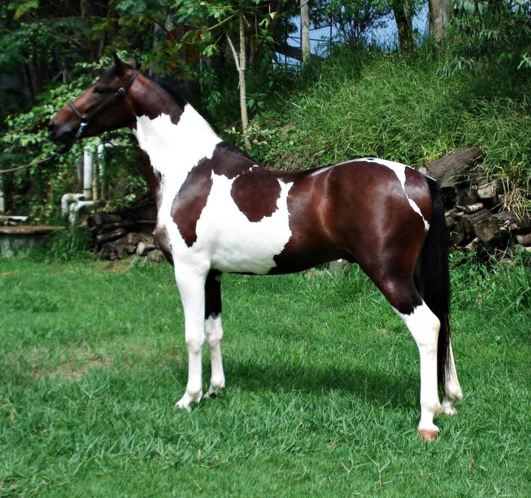CAPRICHO FP DA IGUATEMI