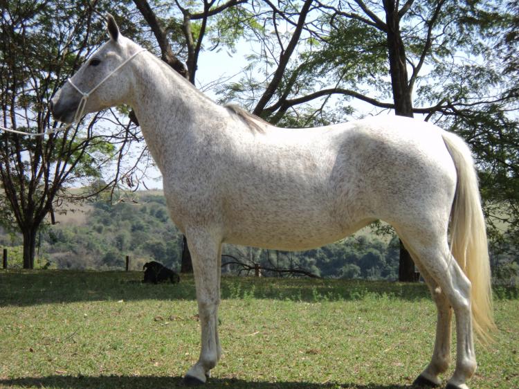 RELÍQUIA BF