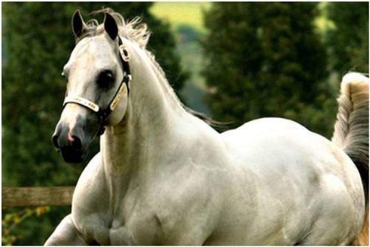LE MAGNIFIQUE FG