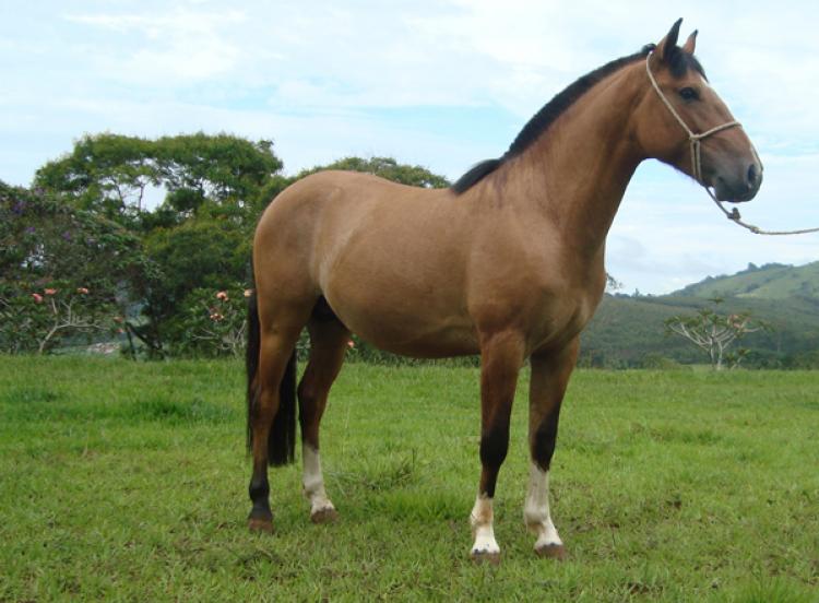 GAÚCHO