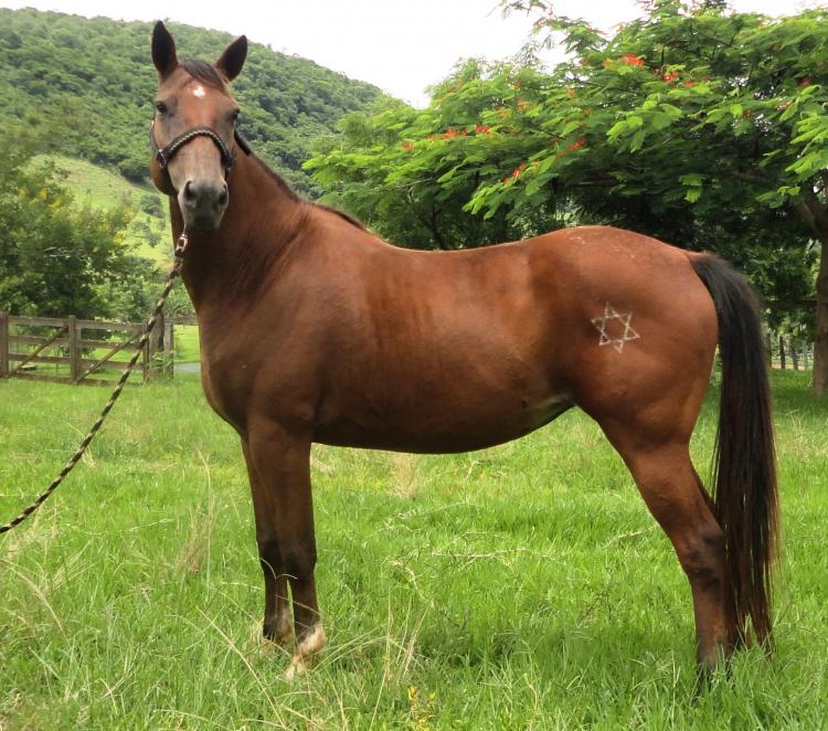 ESTRELA