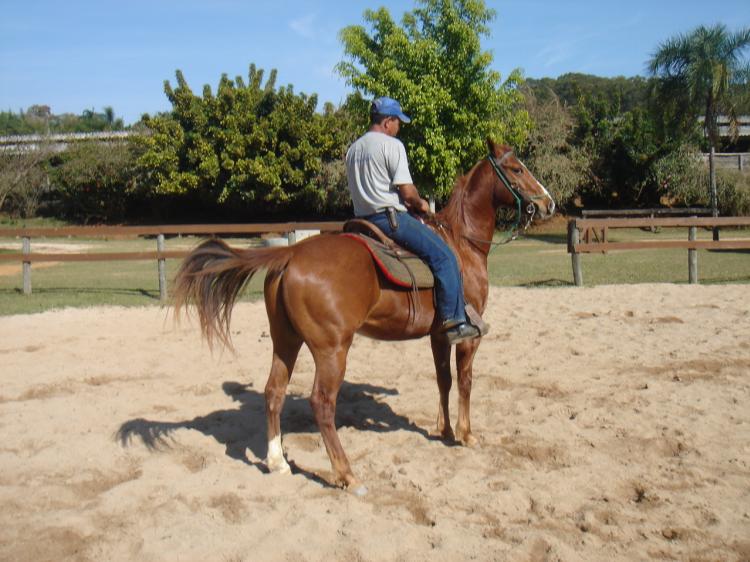 CHACAL