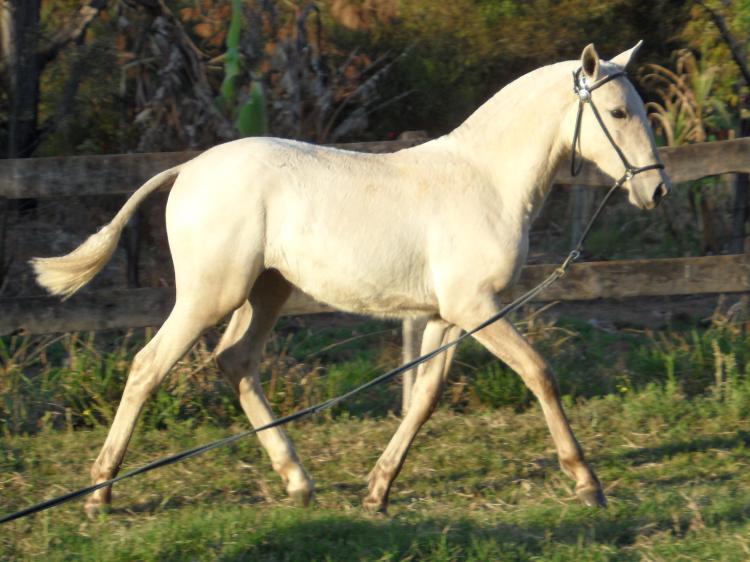 GLAMUROSA OLIVA