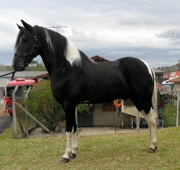 ÁLAMO