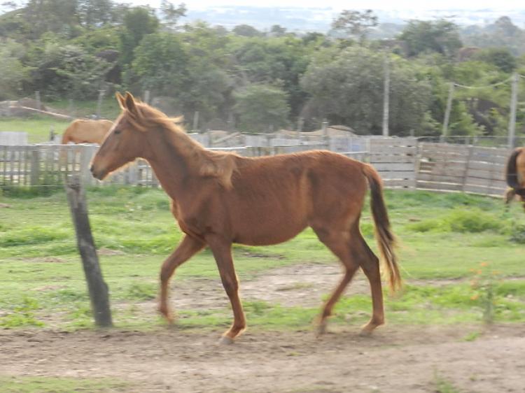 ELFO DA JOMAR