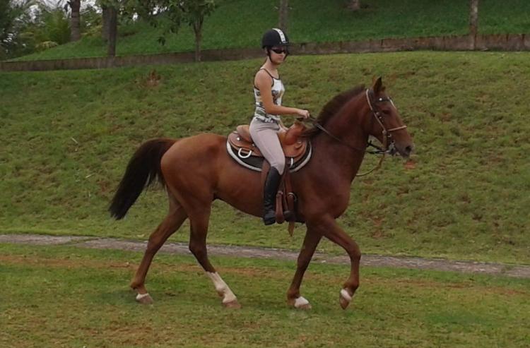 PACO BIG HORSE