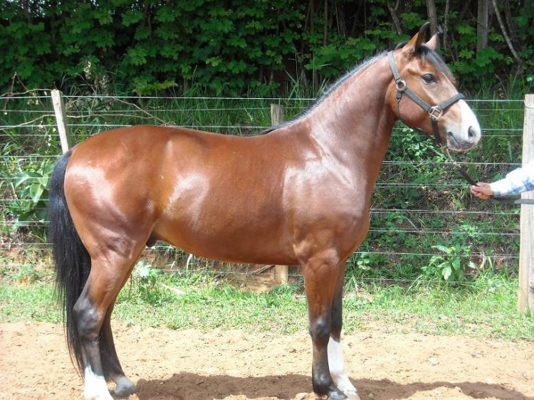 BANDOLERO DA QUINTA