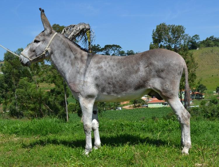 JACÓ JNB