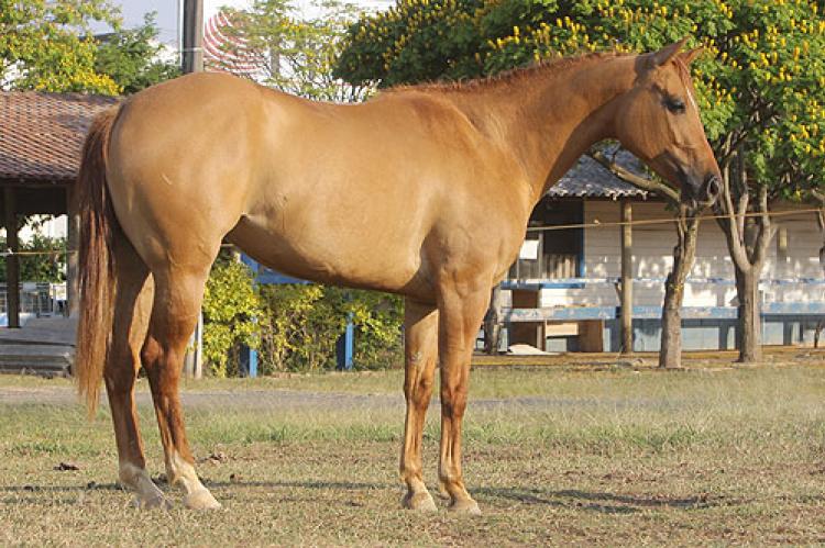 GOLDEN LITTLE ENC