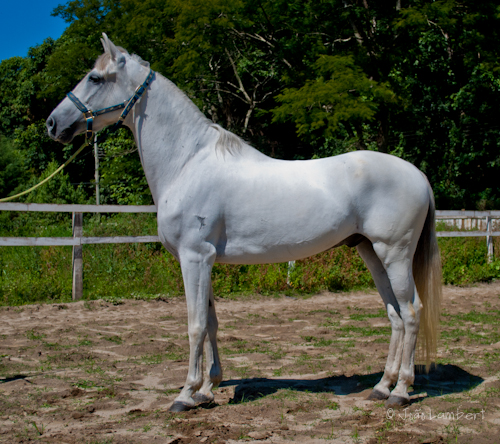 BOLERO TERRA FORTE
