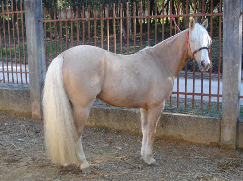 PONCHO JB DE PALERMO