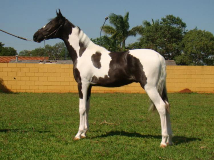 ATLÂNTICO SCV