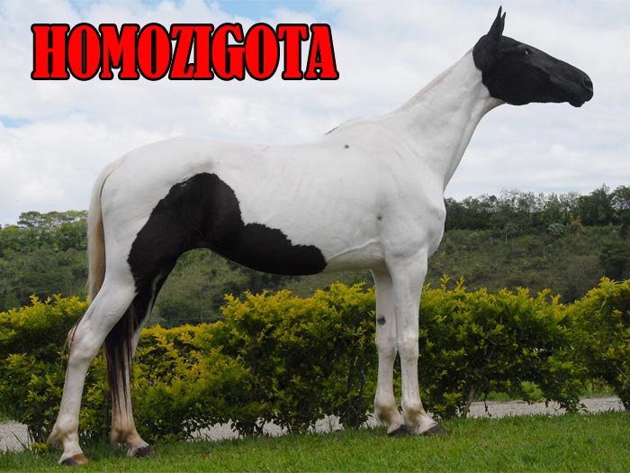 JURITY DO JAÓ