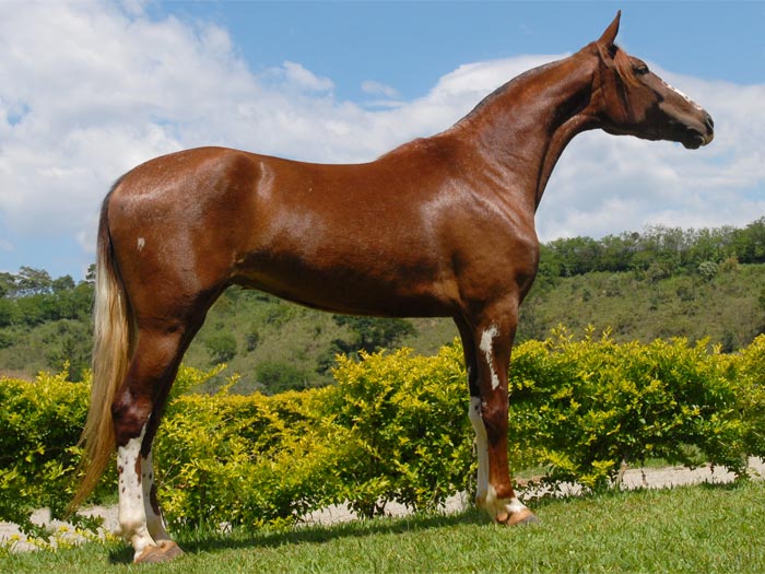 GAIATA DA MARITUBA