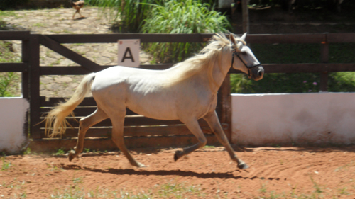 LUNA BLANCA SMAR