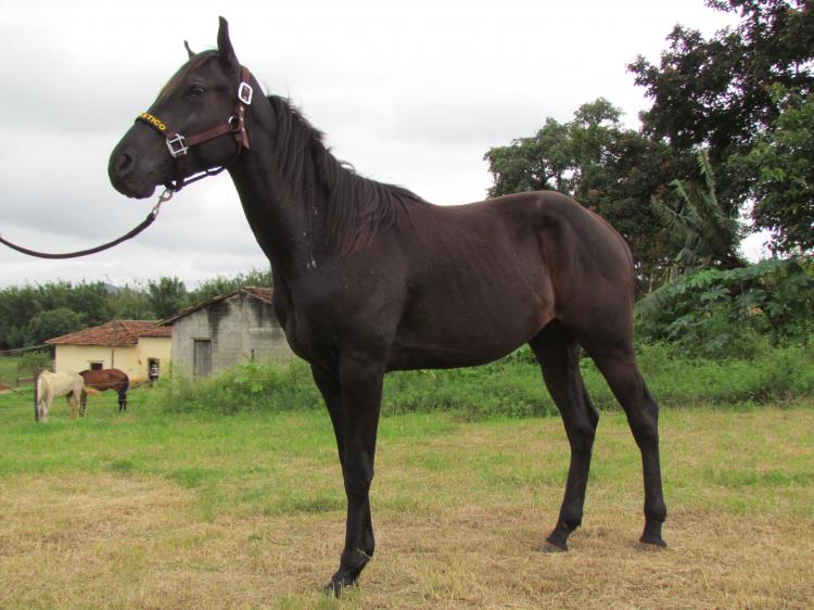 FANTÁSTICO GAMAY EM