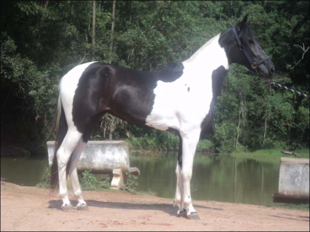 INVICTA TCN