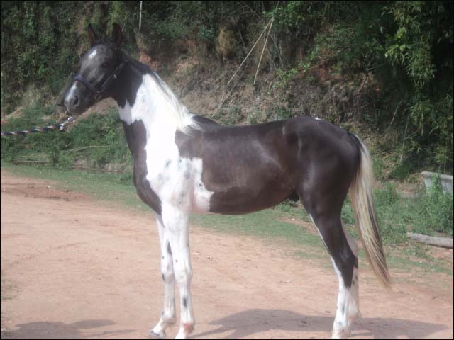 POTENGY QUATRO LAGOAS