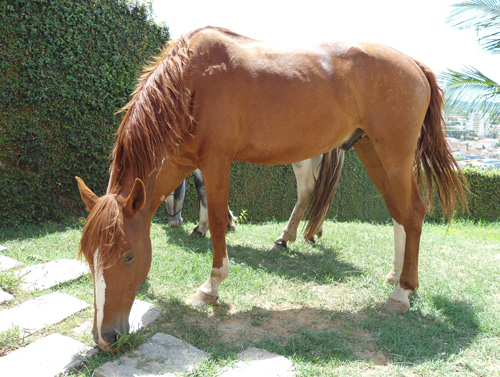 BARÃO