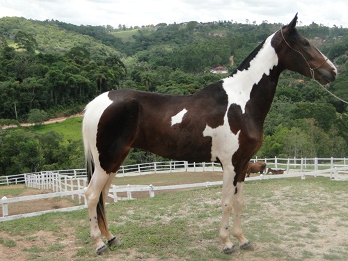 PEPA TRÊS REYS