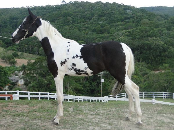 RETRATO DO SANTO IZIDRO