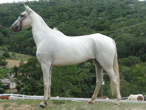 MESCLA DA MALAGUETA