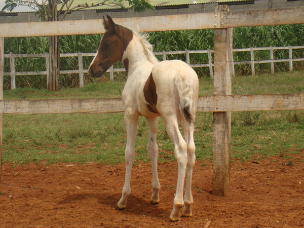 BLANCO DO BUDIPÁ