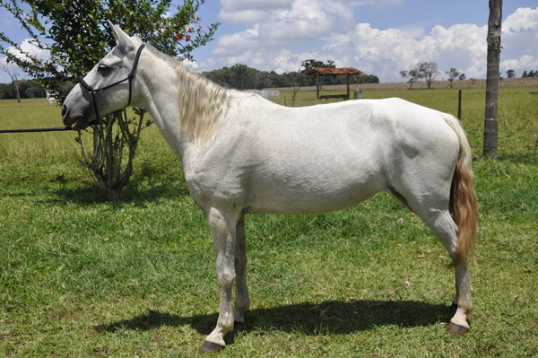 BARONEZA COAST BORDERS RANCHO